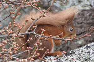 Red Squirrel