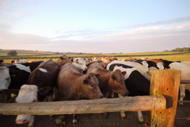 Self Catering accommodation on the Isle of Wight - Kemphill Farm, Ryde Isle of Wight